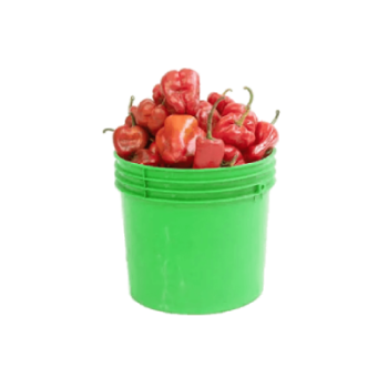 Fresh Tatashe (Paint Bucket)